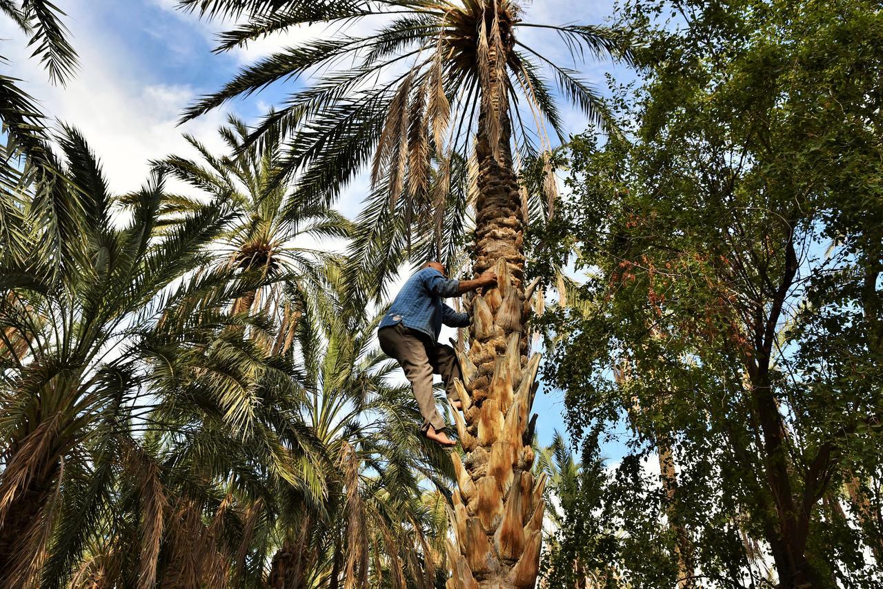 Villa Dar Ezzahra Governatorato di Governatorato di Tozeur Esterno foto